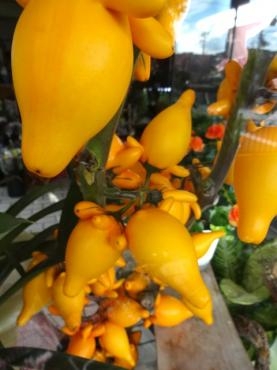 フォックスフェイスの切り花｜「ポピー」　（京都府八幡市の花キューピット加盟店 花屋）のブログ