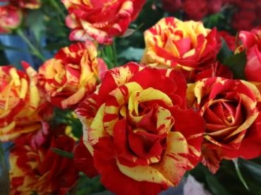 ちょっとはマシになりつつ・・・!?｜「ポピー」　（京都府八幡市の花キューピット加盟店 花屋）のブログ