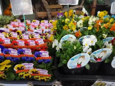 昨日の鉢苗物入荷情報（シクラメン・大文字草・パンジーなど今季初入荷物多し）｜「ポピー」　（京都府八幡市の花キューピット加盟店 花屋）のブログ