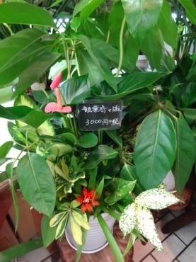 息子がルアーデビュー｜「ポピー」　（京都府八幡市の花キューピット加盟店 花屋）のブログ