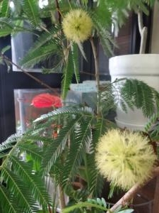 お盆が終わりましたネ！｜「緑花園」　（徳島県吉野川市の花キューピット加盟店 花屋）のブログ