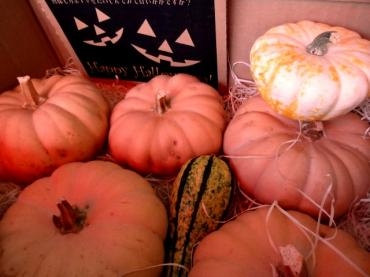 ハッピーハロウィン！！｜「ポピー」　（京都府八幡市の花キューピット加盟店 花屋）のブログ