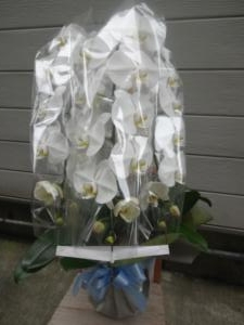 御供に胡蝶蘭｜「緑花園」　（徳島県吉野川市の花キューピット加盟店 花屋）のブログ