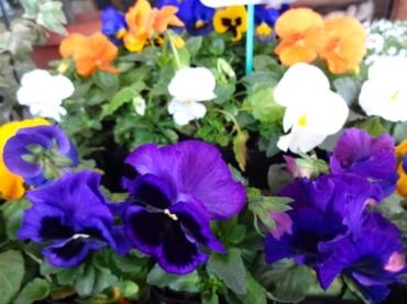 鉢苗物入荷（パンジー・万年青・葉ボタン・シクラメン他）｜「ポピー」　（京都府八幡市の花キューピット加盟店 花屋）のブログ
