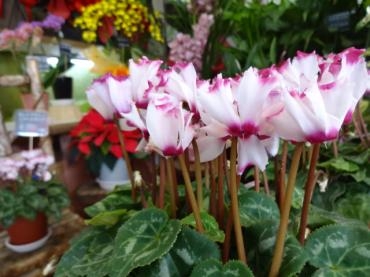 季節は秋から冬へと｜「ポピー」　（京都府八幡市の花キューピット加盟店 花屋）のブログ