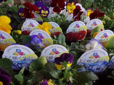 昨日の鉢苗物（よく咲くスミレ他）｜「ポピー」　（京都府八幡市の花キューピット加盟店 花屋）のブログ