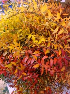 紅葉雪柳とシクラメンとポインセチア｜「ポピー」　（京都府八幡市の花キューピット加盟店 花屋）のブログ