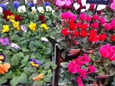 昨日の鉢苗物仕入れ｜「ポピー」　（京都府八幡市の花キューピット加盟店 花屋）のブログ