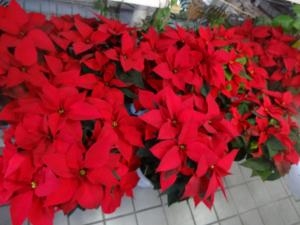 今年の御歳暮はこちらに決定！｜「緑花園」　（徳島県吉野川市の花キューピット加盟店 花屋）のブログ