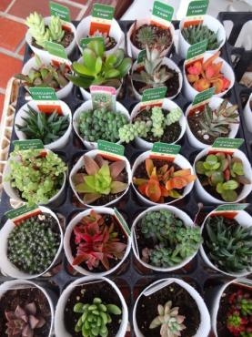 本日の苗鉢物入荷情報（多肉植物など）｜「ポピー」　（京都府八幡市の花キューピット加盟店 花屋）のブログ