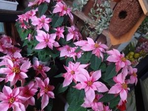 クリスマスのプレゼントお決まりですか？｜「緑花園」　（徳島県吉野川市の花キューピット加盟店 花屋）のブログ
