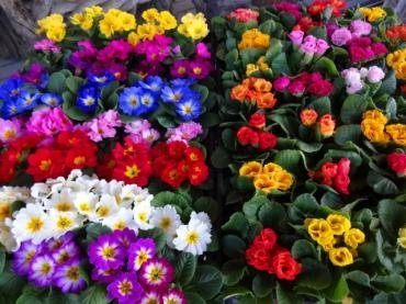 本日の鉢苗物情報（バラ咲きポリアンサス・ＨＢゆり苗、他）｜「ポピー」　（京都府八幡市の花キューピット加盟店 花屋）のブログ