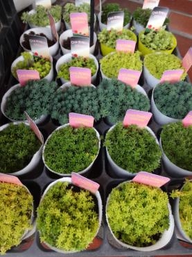 本日入荷の鉢苗物｜「ポピー」　（京都府八幡市の花キューピット加盟店 花屋）のブログ
