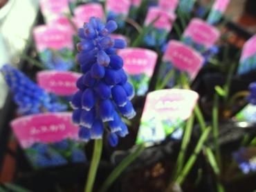 北陸新幹線が｜「ポピー」　（京都府八幡市の花キューピット加盟店 花屋）のブログ