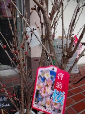 昨日の鉢苗物（啓翁桜・ハーブ等）｜「ポピー」　（京都府八幡市の花キューピット加盟店 花屋）のブログ