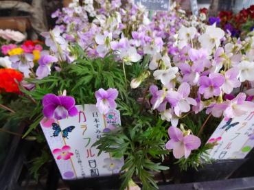 １週間ぶり、昨日の鉢物仕入れ｜「ポピー」　（京都府八幡市の花キューピット加盟店 花屋）のブログ