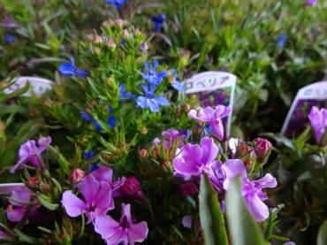 本日入荷の鉢苗物（日本スミレ・多肉植物他）｜「ポピー」　（京都府八幡市の花キューピット加盟店 花屋）のブログ