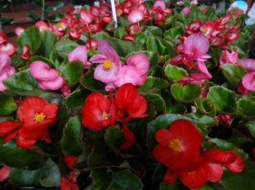 昨日の鉢苗物（多肉植物・ニオイバンマツリ・カーネーション・ビバーナム他）｜「ポピー」　（京都府八幡市の花キューピット加盟店 花屋）のブログ