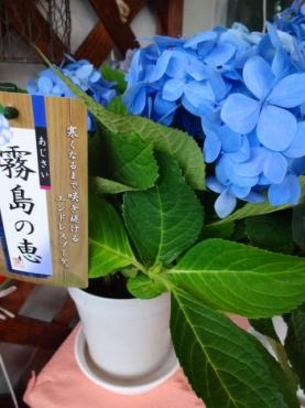 今週の鉢苗物入荷は変則｜「ポピー」　（京都府八幡市の花キューピット加盟店 花屋）のブログ