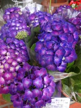 昨日の鉢苗物｜「ポピー」　（京都府八幡市の花キューピット加盟店 花屋）のブログ