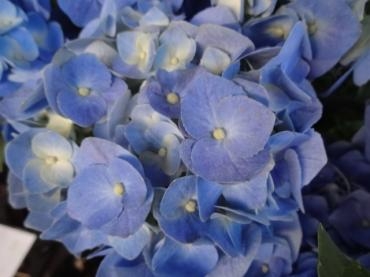 アジサイの花はどこが花でしょう？｜「ポピー」　（京都府八幡市の花キューピット加盟店 花屋）のブログ