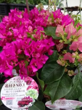 今日の鉢物は即日アップ｜「ポピー」　（京都府八幡市の花キューピット加盟店 花屋）のブログ