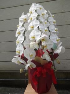 本日も胡蝶蘭！｜「緑花園」　（徳島県吉野川市の花キューピット加盟店 花屋）のブログ