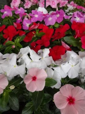 鉢苗物入荷情報｜「ポピー」　（京都府八幡市の花キューピット加盟店 花屋）のブログ