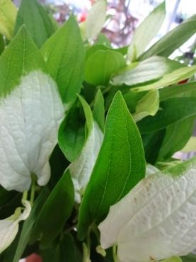半夏生｜「ポピー」　（京都府八幡市の花キューピット加盟店 花屋）のブログ