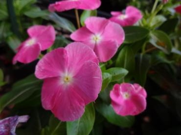 サマーセール開催中!!｜「ポピー」　（京都府八幡市の花キューピット加盟店 花屋）のブログ