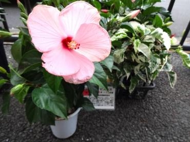 鉢物入荷（ハイビスカス・サフィニア・サルビア他）｜「ポピー」　（京都府八幡市の花キューピット加盟店 花屋）のブログ