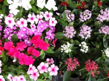 鉢物入荷（山野草・ポトス吊り鉢など）｜「ポピー」　（京都府八幡市の花キューピット加盟店 花屋）のブログ
