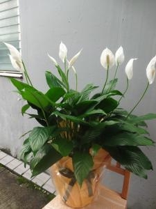 今年のお中元は・・・・｜「緑花園」　（徳島県吉野川市の花キューピット加盟店 花屋）のブログ