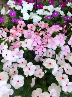 鉢物入荷情報（セダム・アメリカンブルー・お供え用胡蝶蘭ほか）｜「ポピー」　（京都府八幡市の花キューピット加盟店 花屋）のブログ
