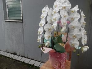 胡蝶蘭のお届け｜「緑花園」　（徳島県吉野川市の花キューピット加盟店 花屋）のブログ