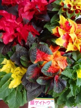 昨日の鉢物入荷情報・(8/24 お休み頂きます）｜「ポピー」　（京都府八幡市の花キューピット加盟店 花屋）のブログ