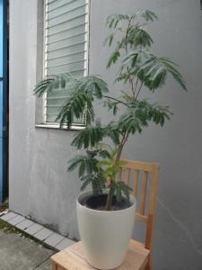 開店に　エバーフレッシュをお届けしました｜「緑花園」　（徳島県吉野川市の花キューピット加盟店 花屋）のブログ
