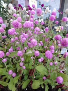臨時の鉢物入荷（コキア・千日紅等）｜「ポピー」　（京都府八幡市の花キューピット加盟店 花屋）のブログ