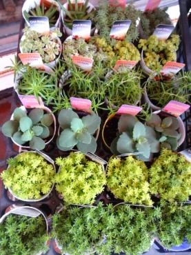 本日入荷の鉢苗物｜「ポピー」　（京都府八幡市の花キューピット加盟店 花屋）のブログ