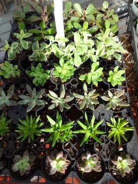 本日入荷の鉢苗物（多肉植物）｜「ポピー」　（京都府八幡市の花キューピット加盟店 花屋）のブログ