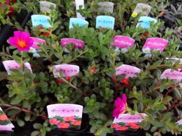 台風きていますけど、昨日と今日の鉢物！｜「ポピー」　（京都府八幡市の花キューピット加盟店 花屋）のブログ