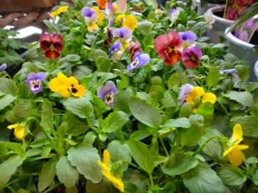 昨日と今日の鉢苗物｜「ポピー」　（京都府八幡市の花キューピット加盟店 花屋）のブログ