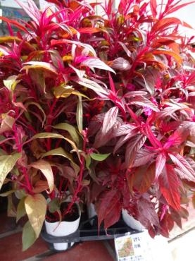 本日入荷の鉢苗物｜「ポピー」　（京都府八幡市の花キューピット加盟店 花屋）のブログ