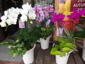 敬老の日に・・胡蝶蘭を！｜「緑花園」　（徳島県吉野川市の花キューピット加盟店 花屋）のブログ