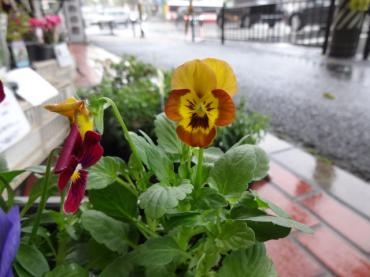 台風が接近中なので｜「ポピー」　（京都府八幡市の花キューピット加盟店 花屋）のブログ