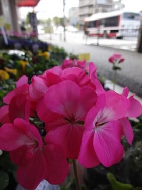 台風抜けまして通常営業中ですが・・・・・・｜「ポピー」　（京都府八幡市の花キューピット加盟店 花屋）のブログ