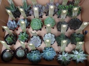 久しぶりの入荷情報多肉ほか！｜「緑花園」　（徳島県吉野川市の花キューピット加盟店 花屋）のブログ