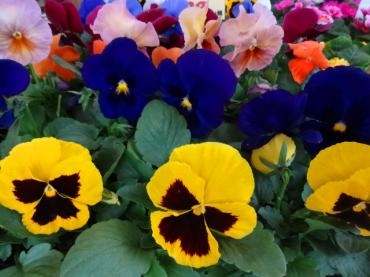 鉢苗物仕入れ情報（パンジー・葉ボタン・南天など）｜「ポピー」　（京都府八幡市の花キューピット加盟店 花屋）のブログ