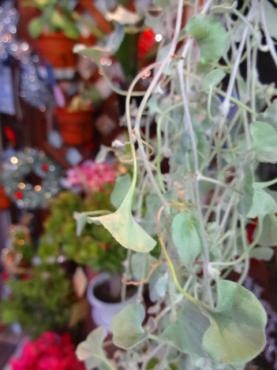 １２月に突入!!｜「ポピー」　（京都府八幡市の花キューピット加盟店 花屋）のブログ