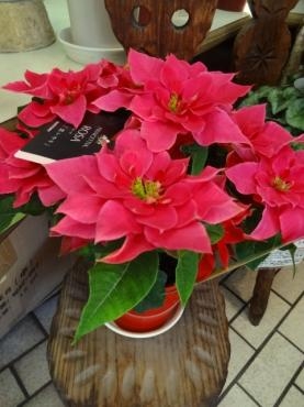 昨日の鉢物入荷情報（プリンセチア八重咲き・大きい葉ボタン他）｜「ポピー」　（京都府八幡市の花キューピット加盟店 花屋）のブログ